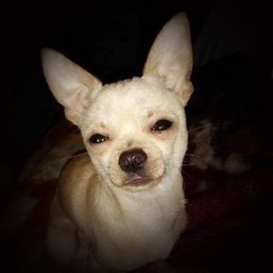 Meet your Posher, Diana